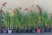 Crocosmia Lucifer