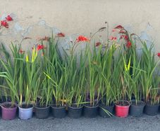 Crocosmia Lucifer