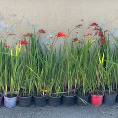 Crocosmia Lucifer