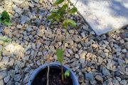 Honeysuckle plant