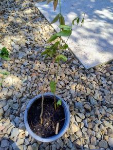Honeysuckle plant