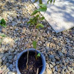 Honeysuckle plant