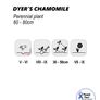 (C) Dyer's Chamomile Seeds 1g (189002) Image 2