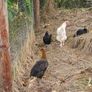 Hens & pullets Image 5