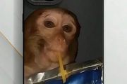 Monkey drinking capri sun phone case