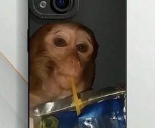 Monkey drinking capri sun phone case