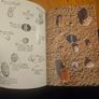 The Pebel On The Beach. Clarence Ellis. 1974 Paperback In Good Condition. See Photos For Same Image 9