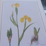 V large hardback book, An Irish Florilegium, D18 post 15e Image 10