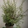 Pittosporum Image 2