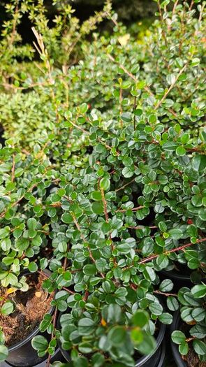 Large Plants and Shrubs