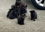 kittens