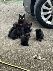 kittens