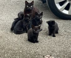 kittens