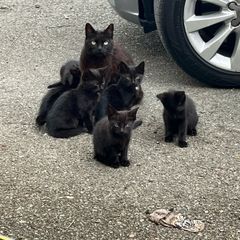 kittens