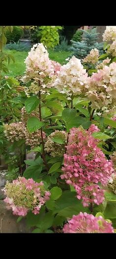 Mature Hydrangea Plant in a Pot