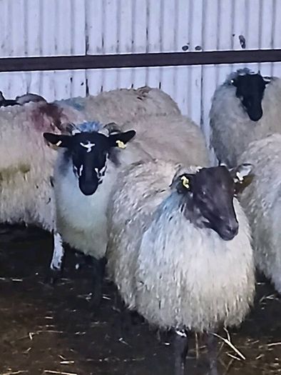 Mule ewe lambs