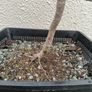 Native Irish Hawthorn Bonsai #1 Image 8