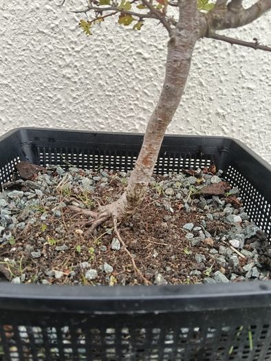 Native Irish Hawthorn Bonsai #1