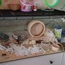 Large Reptile Glass Cage with all equipment Image 3