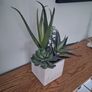 Faux Potted Cacti and Succulents Image 3