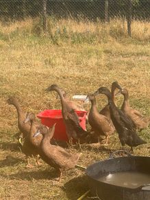 Indian runner ducks