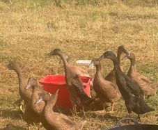 Indian runner ducks