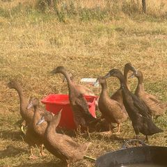 Indian runner ducks