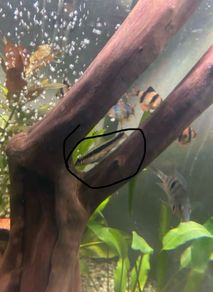 fish