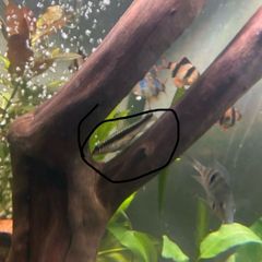 fish