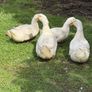 ducks Image 2