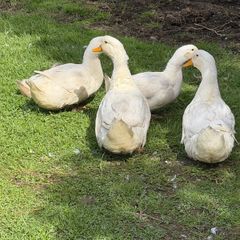 ducks