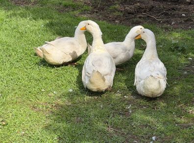 ducks