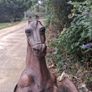 2 X Magnificent 19th Century Italian 2 Foot Leather Horses Image 7