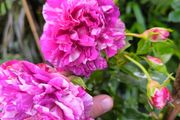 garden plants