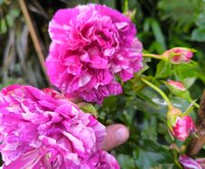 garden plants