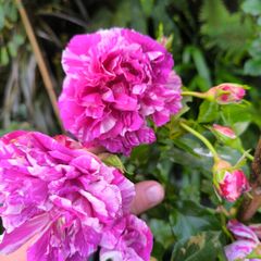 garden plants