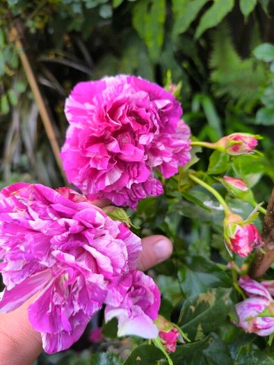 garden plants