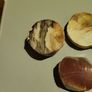 Petrified wood slices Image 2