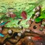 Aquarium Snails Ramshorn & Malaysian Trumpet(Melania) Image 5