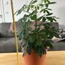 Indoor House Plant Image 3