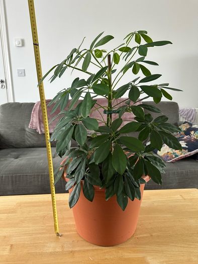 Indoor House Plant
