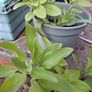 Alstromeria (Peruvian Lily) Image 3