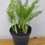 Fresh Fennel Plants Image 2