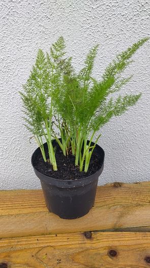 Fresh Fennel Plants