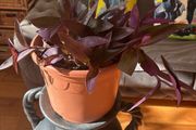 indoor house plant