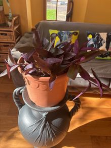 indoor house plant