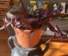 indoor house plant