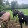 Bullocks Image 4