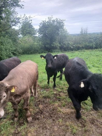 Bullocks