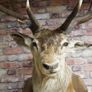 Large Vintage Taxidermy Red Deer Stag Bust Image 4